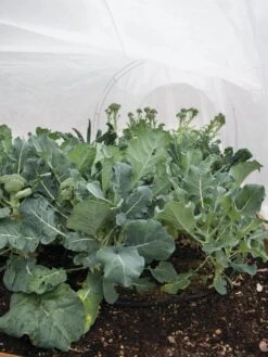 All-Purpose Garden Fabric 10 All-Purpose Garden Fabric -Gardener's Supply Sales 32646 7940 tif