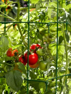 Tomato Cages, Set Of 4 10 Tomato Cages, Set Of 4 -Gardener's Supply Sales 34182 588 tif