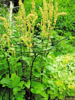 Essex Plant Supports -Gardener's Supply Sales 37423 200 tif