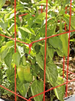 Pepper And Eggplant Cages, Set Of 3 -Gardener's Supply Sales 37464 567 tif