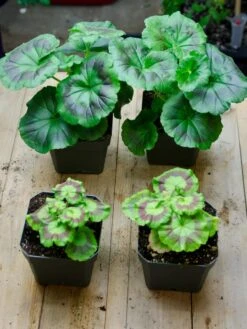 Organic Seed Starting Mix, 6 Quarts -Gardener's Supply Sales 37808 002E tif