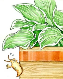 Copper Slug Tape 5 Copper Slug Tape -Gardener's Supply Sales 38 994 b