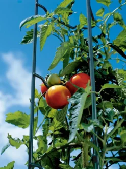 Tomato Ladders, Set Of 3 -Gardener's Supply Sales 38184 003E tif
