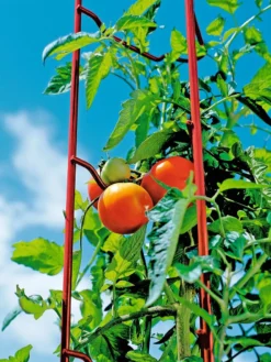 Tomato Ladders, Set Of 3 -Gardener's Supply Sales 38185 003E tif