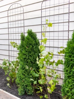 Jardin Flower Trellis -Gardener's Supply Sales 38689 6002 tif