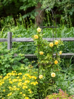 Jardin Round Obelisk, 7' -Gardener's Supply Sales 39 530 1668 tif
