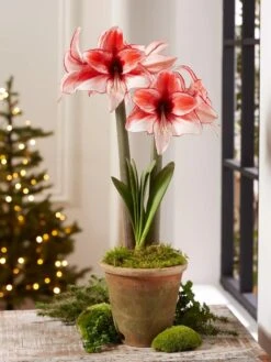 Premium Amaryllis Bulb -Gardener's Supply Sales 39 733 Charisma 2021 08 tif