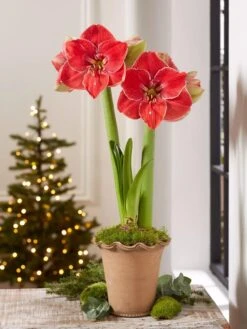 Premium Amaryllis Bulb -Gardener's Supply Sales 39 733 MagicalTouch 2021 10 tif
