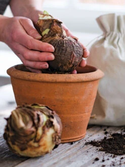 Amaryllis Planting Kit -Gardener's Supply Sales 39 733 bagged 2020 05000