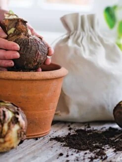 Premium Amaryllis Bulb -Gardener's Supply Sales 39 733 bagged 2020 05000 tif