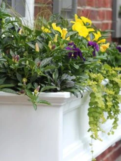 Fairfield Self-Watering Window Box, 4’ -Gardener's Supply Sales 39345 102V tif