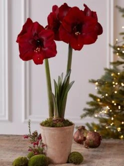 Premium Amaryllis Bulb -Gardener's Supply Sales 39733 2020 2004 tif