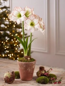 Premium Amaryllis Bulb -Gardener's Supply Sales 39733 2020 2006 tif