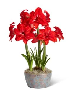 Double Delicious Potted Amaryllis Trio