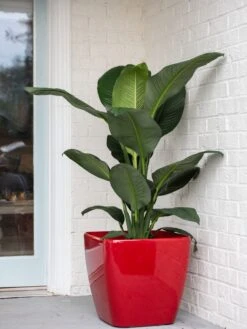 Viva Square Self-Watering Rolling Planter, 20" Diameter, Set Of 2 16 Viva Square Self-Watering Rolling Planter, 20" Diameter, Set Of 2 -Gardener's Supply Sales 3 4 crop 8612930 0032 tif