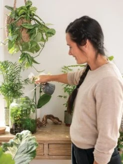 Indoor Plant Mister -Gardener's Supply Sales 3 4 crop 8612962 3792