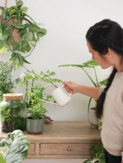 Pinpoint Indoor Watering Can -Gardener's Supply Sales 3 4 crop 8612963 3774