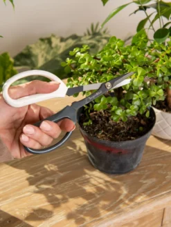 Japanese Pruning Scisssors 12 Japanese Pruning Scisssors -Gardener's Supply Sales 3 4 crop 8612968 0092
