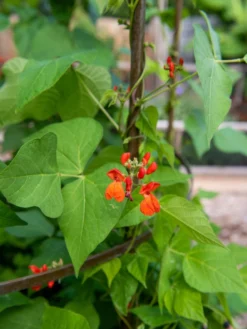 Jardin Tower -Gardener's Supply Sales 3 4 crop 8612997 0059