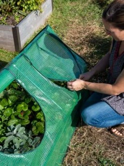 Multi Cloche -Gardener's Supply Sales 3 4 crop 8613213 0245