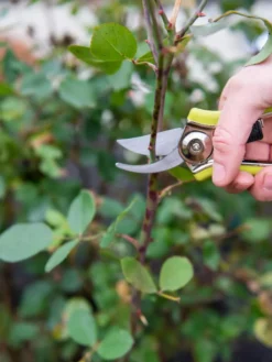Pocket Pruners -Gardener's Supply Sales 8586314 027 tif