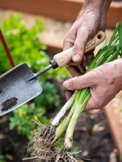 Gardener's Lifetime Trowel -Gardener's Supply Sales 8586972 3286 tif