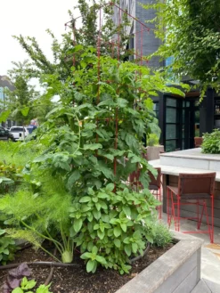 Tomato Towers, Set Of 2 -Gardener's Supply Sales 8587041 01IN tif