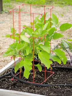 Pepper And Eggplant Cages, Set Of 3 -Gardener's Supply Sales 8587048 103 tif