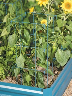 Pepper And Eggplant Cages, Set Of 3 -Gardener's Supply Sales 8587048 9792 tif