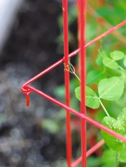 Tall Expandable Pea Trellis 7 Tall Expandable Pea Trellis -Gardener's Supply Sales 8587061 010 tif