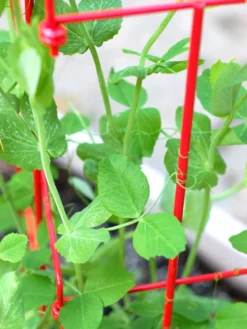 Tall Expandable Pea Trellis 9 Tall Expandable Pea Trellis -Gardener's Supply Sales 8587061 101 tif 1