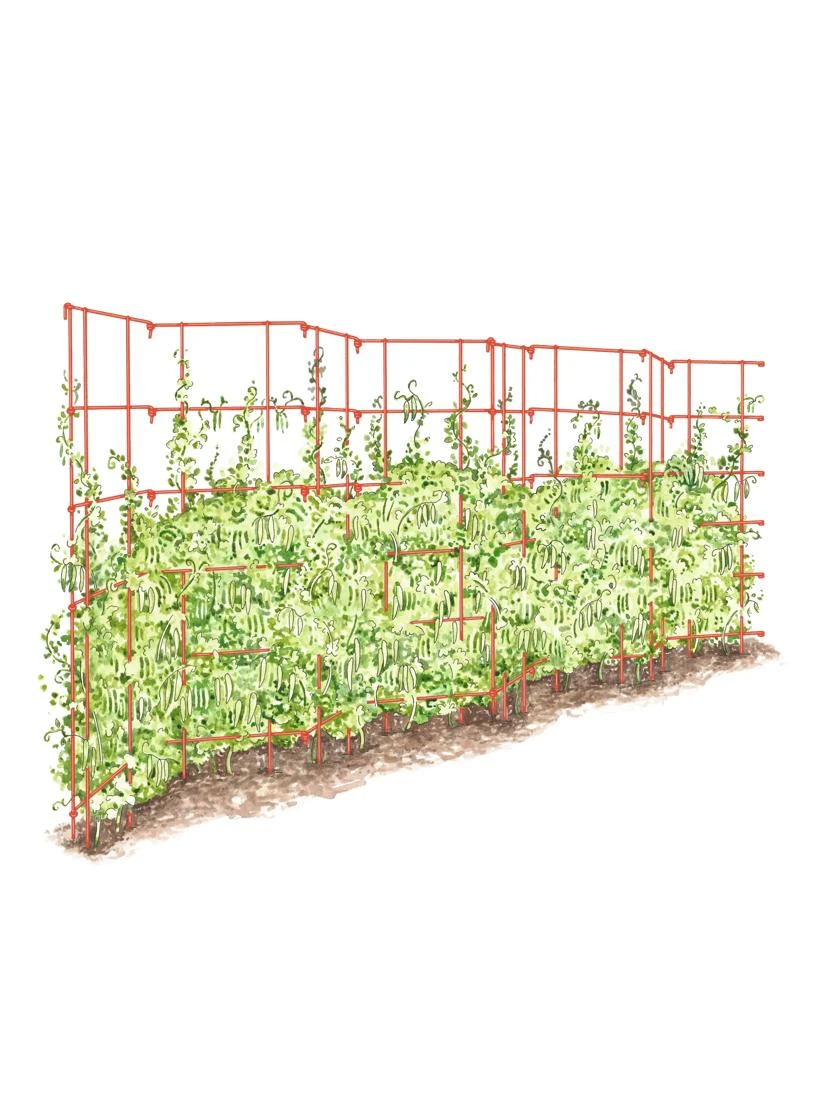 Expandable Pea Trellis 1 Expandable Pea Trellis