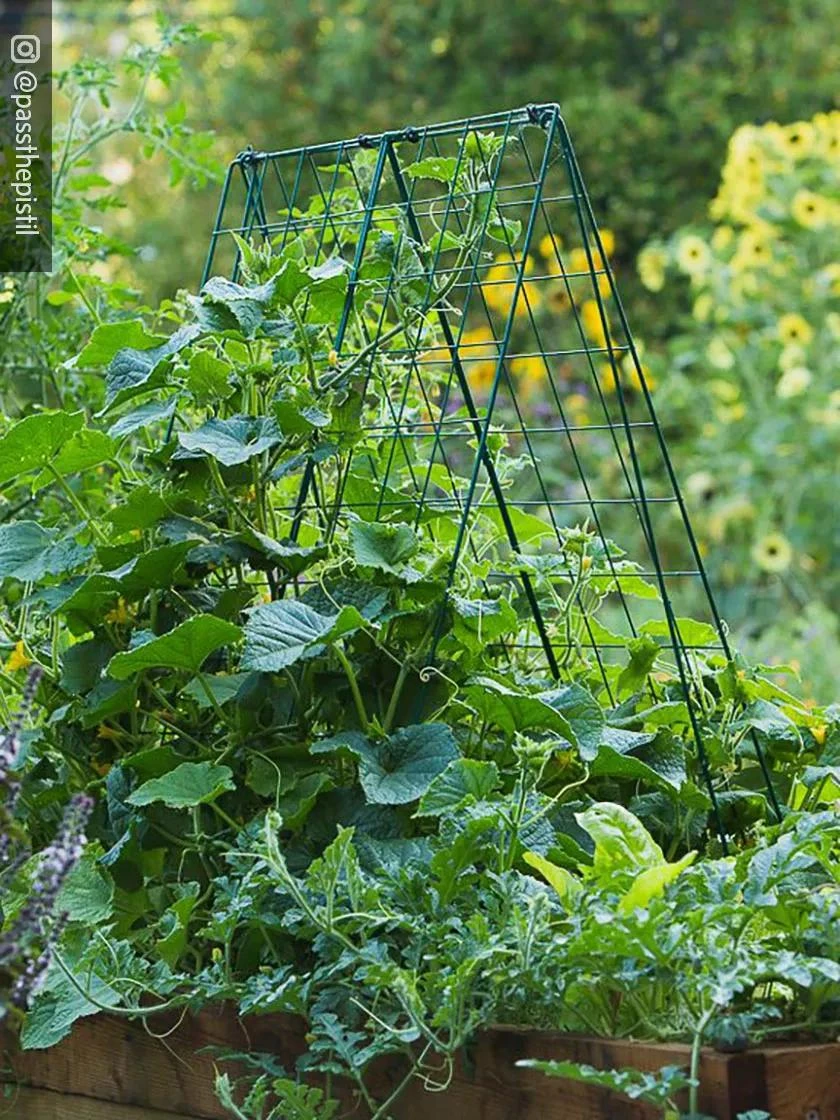 Deluxe Cucumber Trellis 1 Deluxe Cucumber Trellis