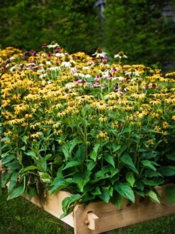 Farmstead Cedar Raised Garden Beds, 2' -Gardener's Supply Sales 8588144 014V tif