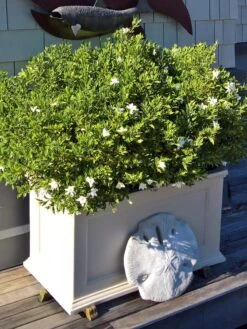 Fairfield Self-Watering Patio Planters, 20” X 36” 9 Fairfield Self-Watering Patio Planters, 20” X 36” -Gardener's Supply Sales 8588417 208V tif