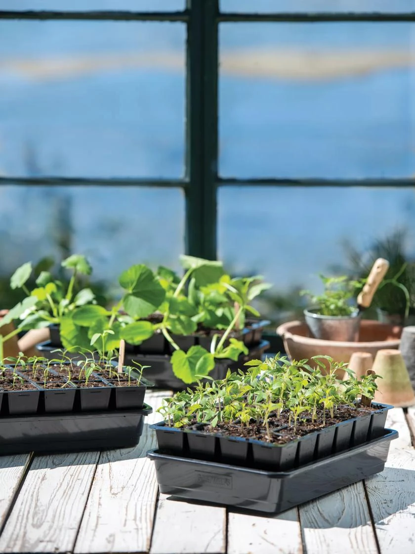 Growease Seed Starter Kit 9 Growease Seed Starter Kit - Image 9