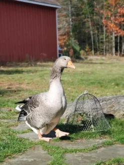 Chicken Wire Cloche -Gardener's Supply Sales 8590210 01IN tif