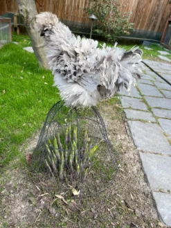 Chicken Wire Cloche -Gardener's Supply Sales 8590210 02CUST tif