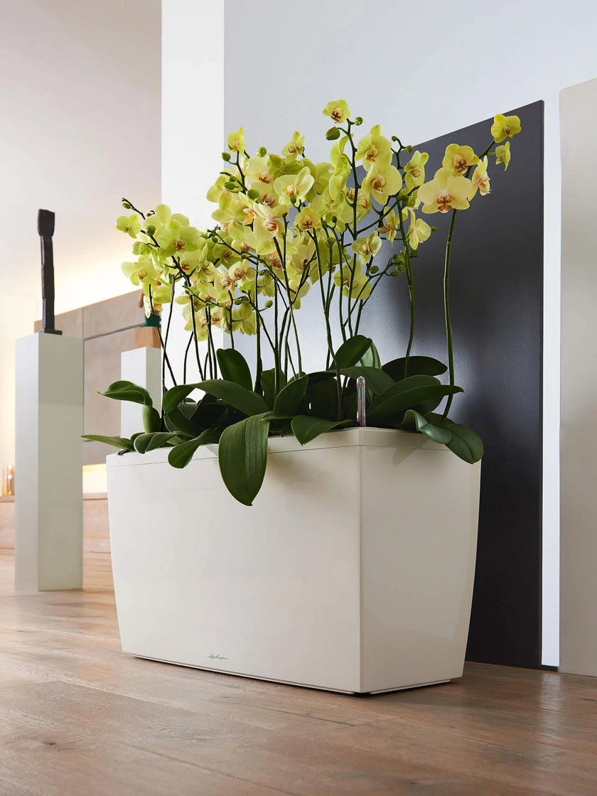 Lechuza® Cararo Rectangular Indoor Planter With Casters 1 Lechuza® Cararo Rectangular Indoor Planter With Casters