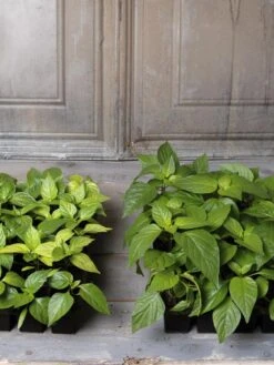 Organic Seed Starting Mix, 6 Quarts -Gardener's Supply Sales 8592212 002E tif