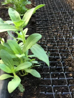 Cat Scat Mat -Gardener's Supply Sales 8592448 03CUST tif