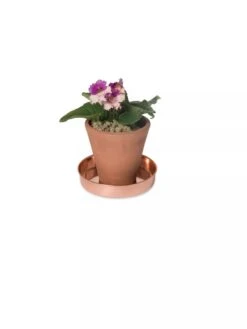 Extra Small Round Copper Plant Tray, 8" 10 Extra Small Round Copper Plant Tray, 8" -Gardener's Supply Sales 8593528 2922 tif