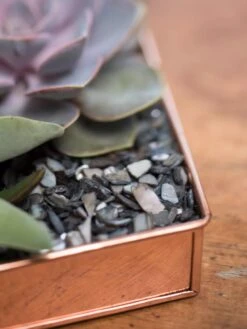 Rectangular Copper Plant Tray, 24" X 5" 8 Rectangular Copper Plant Tray, 24" X 5" -Gardener's Supply Sales 8593533 4570 tif