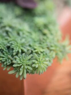 Tall Rectangular Copper Plant Tray, 18" X 5" X 4" -Gardener's Supply Sales 8593534 4601 tif