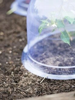 Medium Garden Cloches, Set Of 6 -Gardener's Supply Sales 8593985 9441 tif