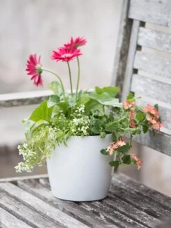 Viva Round Self-Watering Planter, 7" Diameter 8 Viva Round Self-Watering Planter, 7" Diameter -Gardener's Supply Sales 8595222 1139 tif