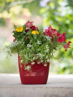 Viva Square Self-Watering Planter, 7" Diameter -Gardener's Supply Sales 8595223 1111 tif