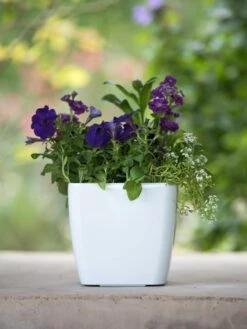 Viva Square Self-Watering Planter, 7" Diameter -Gardener's Supply Sales 8595223 1118 tif