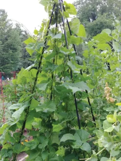 Titan Teepee Trellis -Gardener's Supply Sales 8595757 01EMP tif