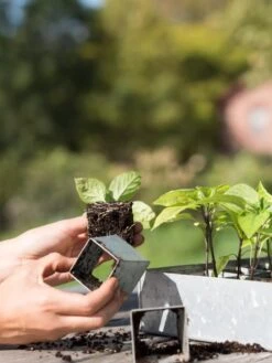 Galvanized Seed Starting Tray -Gardener's Supply Sales 8595893 4382 tif